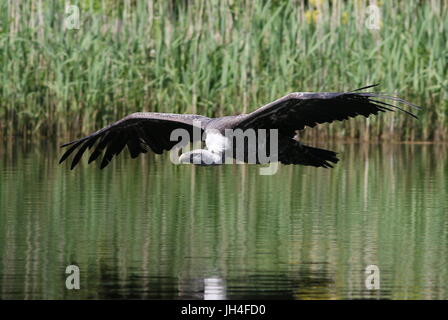 African Rüppell's Griffon Vulture (Gyps rueppellii) in flight, skimming low over the water. Stock Photo