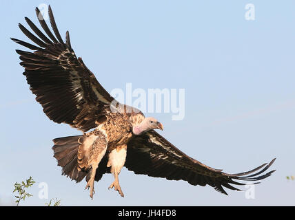 African Rüppell's Griffon Vulture (Gyps rueppellii) in flight  just before touching down. Stock Photo