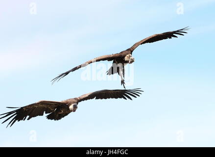 Two approaching African Rüppell's Griffon Vultures (Gyps rueppellii) in flight. Stock Photo