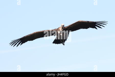 African Rüppell's Griffon Vulture (Gyps rueppellii) in flight, soaring overhead. Stock Photo