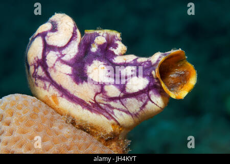 Gold-mouth sea squirt (Polycarpa aurata), Palawan, Mimaropa, Sulu Sea, Pacific Ocean, Philippines Stock Photo