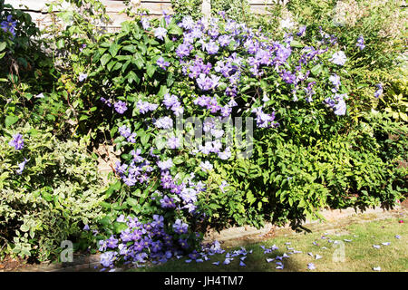 Superb blue Clematis 'Rhapsody' Stock Photo