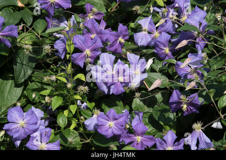 Superb blue Clematis 'Rhapsody' Stock Photo