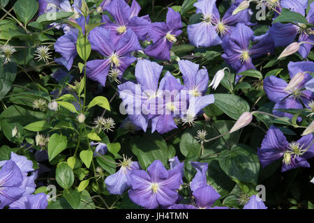 Superb blue Clematis 'Rhapsody' Stock Photo