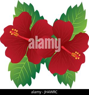 Malaysia National Flower Red Hibiscus flowers with leaves color illustration Stock Vector