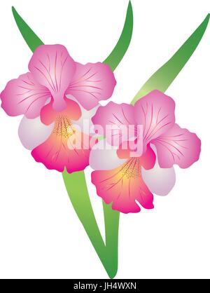 Singapore National Flower Vanda Miss Joaquim Orchid Color Illustration Stock Vector