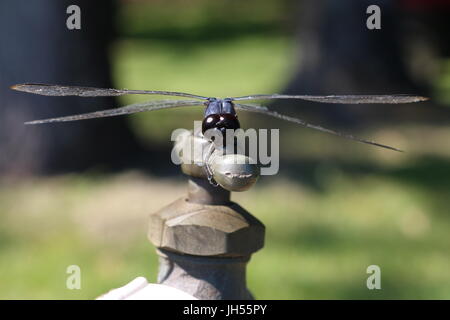 Close up of a full frontal black and blue dragonfly on an outdoor faucet in Texas Stock Photo