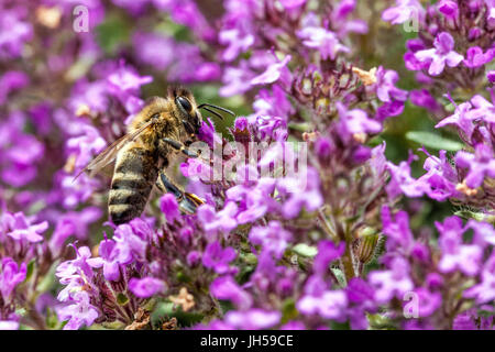 Bee on thyme plant Thymus praecox Thyme garden