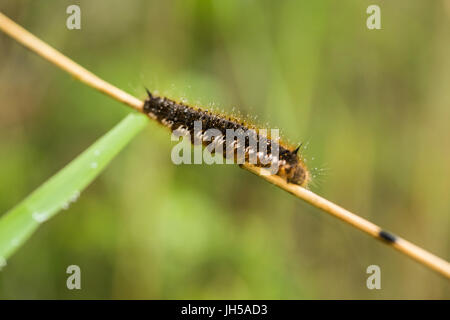 A beautiful brown caterpillar on a branch with small water droplets. Macro shot. Stock Photo