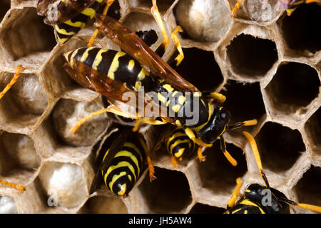Paper wasps at work in their nest Stock Photo