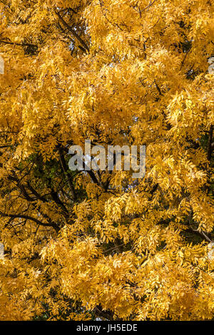 Fraxinus excelsior. Common Ash tree in autumn leaves Stock Photo