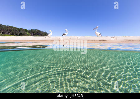 Pelicans rest on the sandy beach above a vibrant, turquoise sea in this beautiful sun drenched seascape. Stock Photo