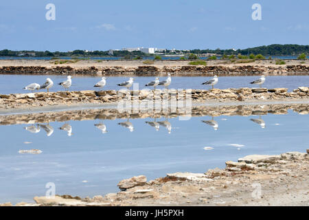 Seagulls (Larus michahellis) resting at Estany Pudent, Formentera, Balearic Islands, Spain Stock Photo