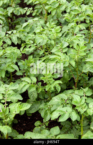 Summer view of Shetland Black potato plants. This plant was grown in Northern Scotland. Stock Photo