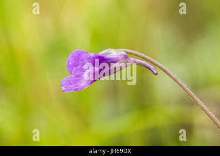 A beautiful, vibrant details of a common butterwort flowers in marsh after the rain. Shallow depth of field macro closeup photo. Stock Photo