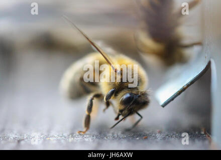 Bees Stock Photo