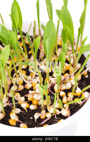 Young popcorn plants in white plastic tray, vertical. Seedlings from kernels in potting compost. Sprouts and leaves of maize, Zea mays. Stock Photo