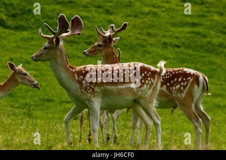 Magnificent fallow deer in a parkland setting in spotty summer coats Stock Photo