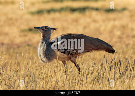 Large single Kori Bustard (Ardeotis kori) walking in golden winter grass, Kgalagadi Transfrontier Park, South Africa Stock Photo