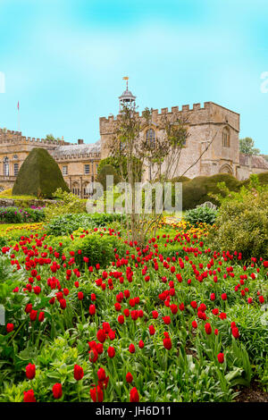 Colourful tulips at the Forde Abbey Tulip Festival, Dorset, England, UK Stock Photo