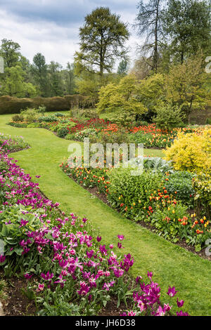 Colourful tulips at the Forde Abbey Tulip Festival, Dorset, England, UK Stock Photo