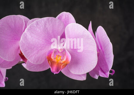 Pink orchid blossom Stock Photo