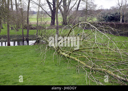 Fallen tree in Bungay, Suffolk due to storm Doris. Stock Photo