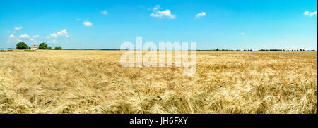 Farmhouse on golden wheat field with sunny blue sky. Germany. Stock Photo