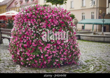 Bank of flowers coverd with lots of blooming multicolor petunias surfinias Zabkowice Slaskie Old Market Stock Photo