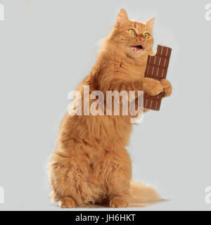 domestic cat, red tabby, ginger, sitting on the hind legs and holding a bar of chocolate in her paws Stock Photo