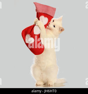 domestic cat, white, blue-eyed, holding a christmas stocking in her paws Stock Photo