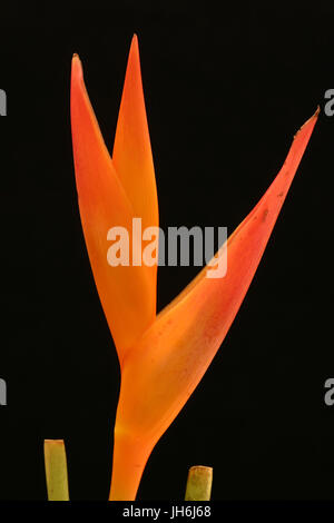 Heliconia Red Opal, Flower Stock Photo