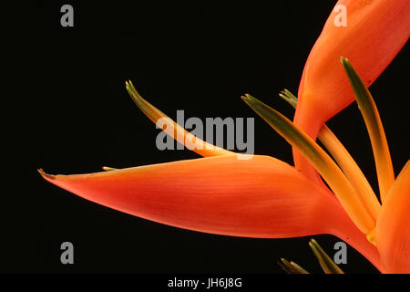 Heliconia Fire Opal Stock Photo