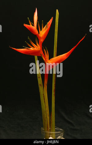 Heliconia Fire Opal Stock Photo