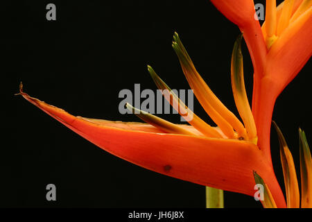 Heliconia Fire Opal Stock Photo