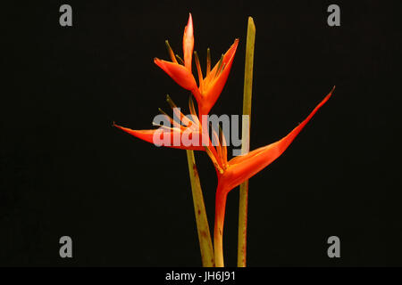 Heliconia Fire Opal Stock Photo