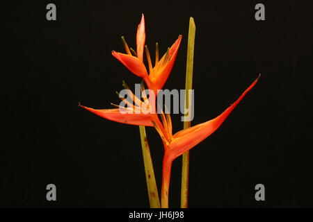 Heliconia Fire Opal Stock Photo