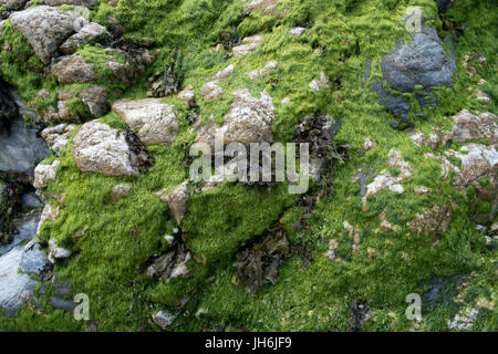 View on, or near, the public footpath in Prussia Cove, Cornwall U.K. Stock Photo