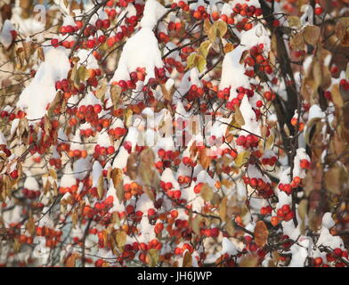 red apples on the branches covered with snow Stock Photo