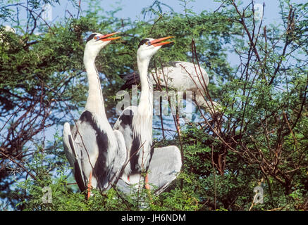 Grey Heron, (Ardea cinerea), sunbathing, breeding pair, Keoladeo Ghana National Park, Bharatpur, Rajasthan, India Stock Photo