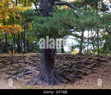 Large evergreen tree with intricate pattern of above ground roots Stock Photo