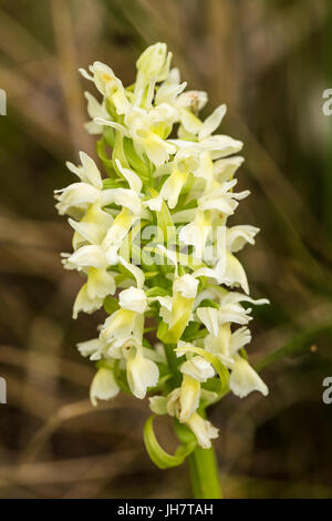 A beautiful rare white wild orchid blossoming in the summer marsh. Closeup macro photo, shallow depth of field. Stock Photo