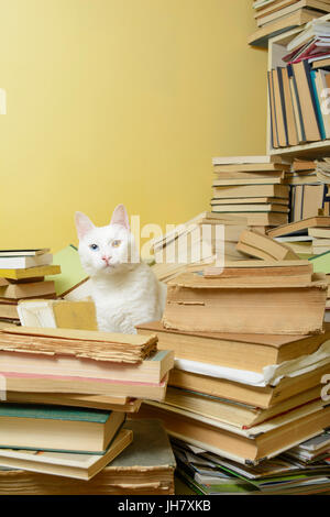 White cat with heterochromia iridum standing among a pile of books. Selective focus. Stock Photo