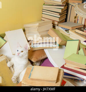 White cat with heterochromia iridum is lying in a bunch of books, stretching out its paw. Stock Photo