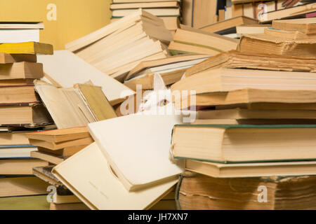 Beautiful white cat is lurking behind a bunch of books. Selective focus. Stock Photo