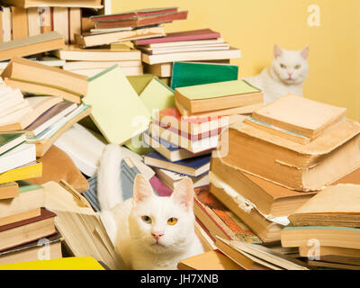 tomcat with heterochromia iridum lying in a pile of books. A female cat is peeking behind the pile, in the blurry background. Stock Photo