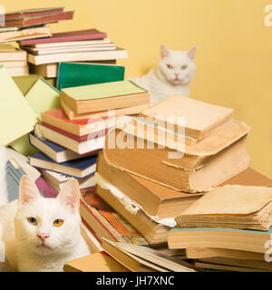 White tomcat with heterochromia iridum lying in a pile of books. A female cat is peeking behind the pile, in the blurry background. Stock Photo