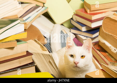 White cat with a difference in coloration of the eyes is lying in a bunch of books. Selective focus. Stock Photo