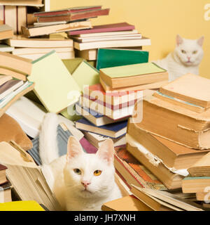 White tomcat with heterochromia iridum lying in a pile of books. Female cat is peeking behind the pile, in the blurry background. Stock Photo