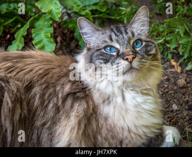 Ragdoll (Seal Lynx Tabby) Cat Outdoor Portrait. Stock Photo